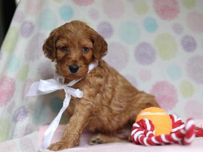 Aria, a F1-Irishdoodle puppy in Kentucky.