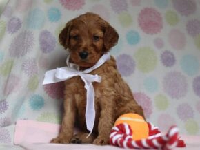 Aria at Cumberland Kennels, LLC