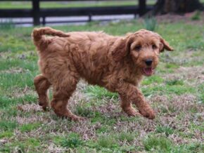 Arlo at Cumberland Kennels, LLC