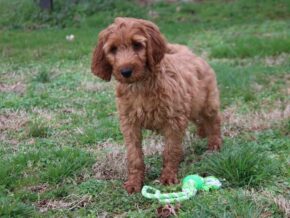 Arlo at Cumberland Kennels, LLC