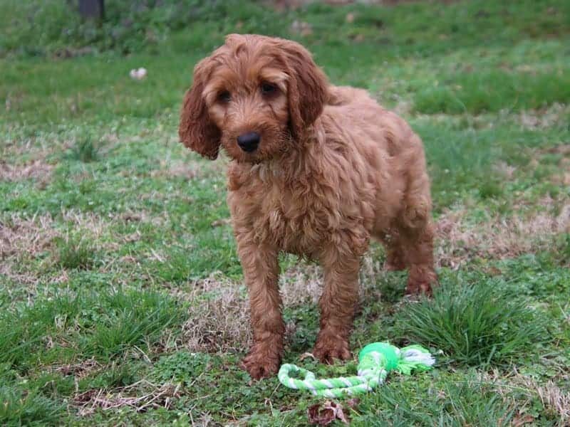 Arlo, a F1-Irishdoodle puppy in Kentucky.