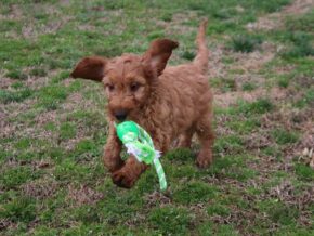 Arlo at Cumberland Kennels, LLC