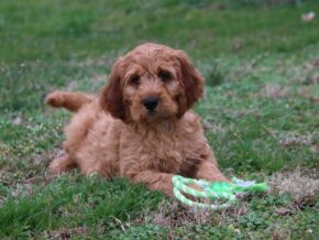 Asher at Cumberland Kennels, LLC
