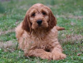 Asher at Cumberland Kennels, LLC