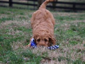 Asher at Cumberland Kennels, LLC