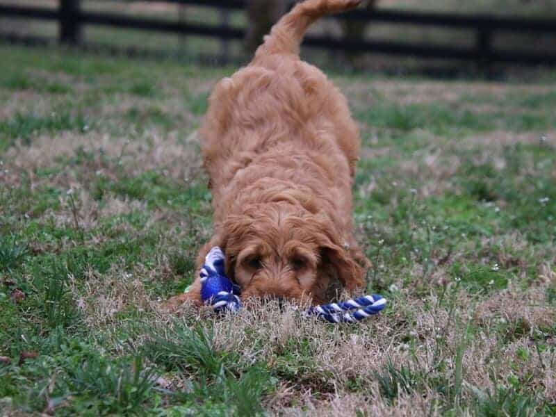 Asher, a F1-Irishdoodle puppy in Kentucky.
