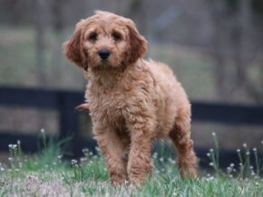 Asher at Cumberland Kennels, LLC