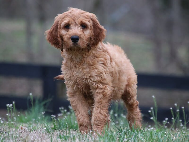 Asher, a F1-Irishdoodle puppy in Kentucky.