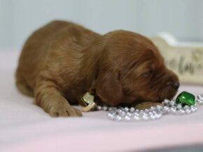 Aubrey at Cumberland Kennels, LLC