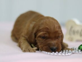 Aubrey at Cumberland Kennels, LLC