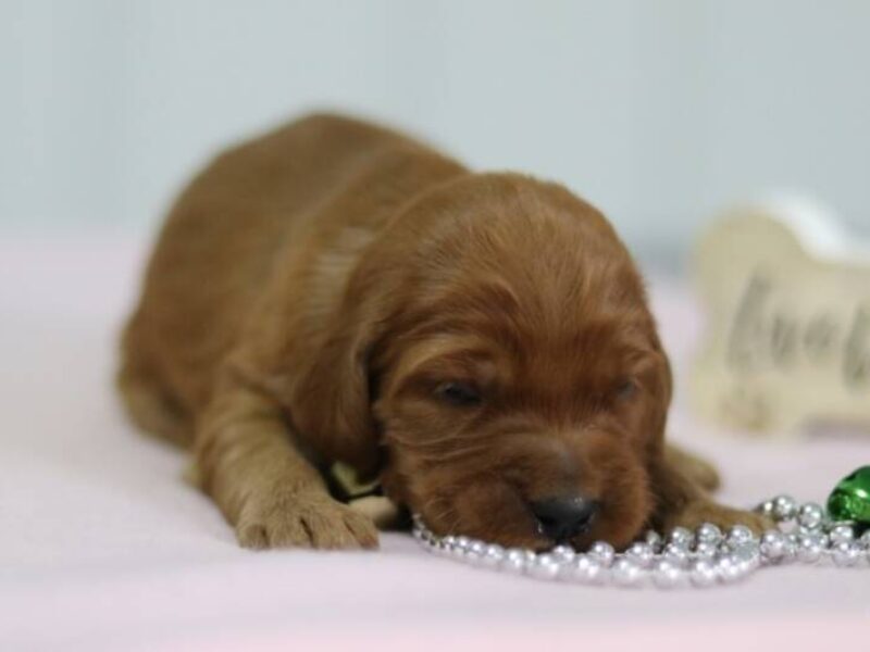 Aubrey, a F1-Irishdoodle puppy in Kentucky.