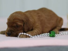Aubrey at Cumberland Kennels, LLC