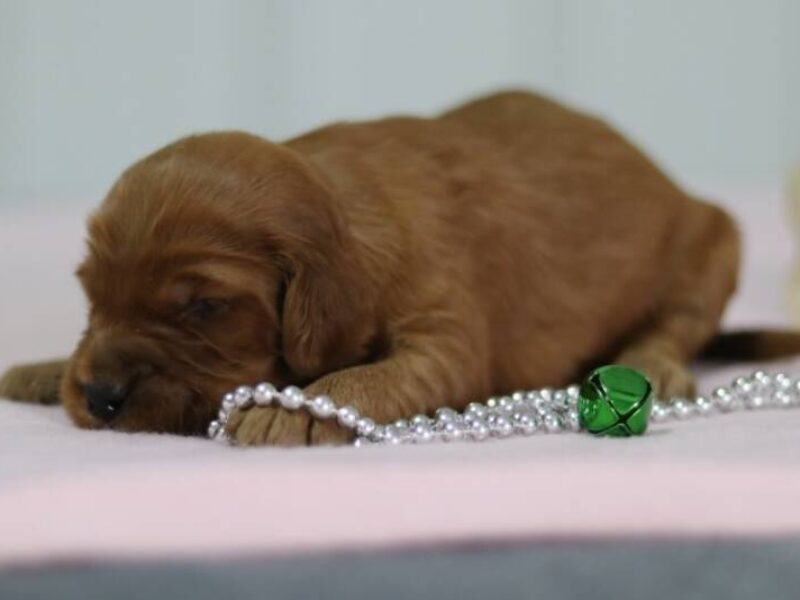 Aubrey, a F1-Irishdoodle puppy in Kentucky.