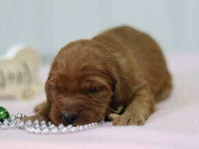 Aubrey at Cumberland Kennels, LLC