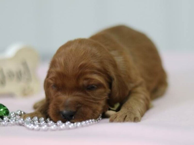 Aubrey, a F1-Irishdoodle puppy in Kentucky.