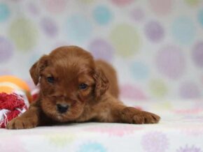 Austin at Cumberland Kennels, LLC