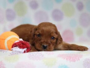 Austin at Cumberland Kennels, LLC