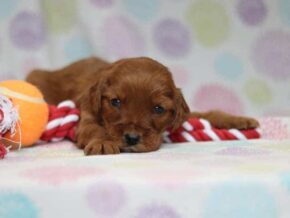 Austin at Cumberland Kennels, LLC