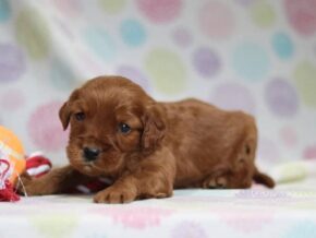 Austin at Cumberland Kennels, LLC