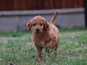 Ayden at Cumberland Kennels, LLC