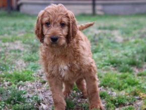 Ayden at Cumberland Kennels, LLC