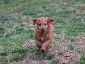 Ayden at Cumberland Kennels, LLC