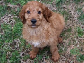 Ayden at Cumberland Kennels, LLC