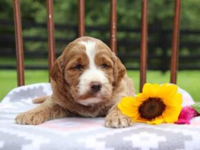 Ebony at Cumberland Kennels, LLC