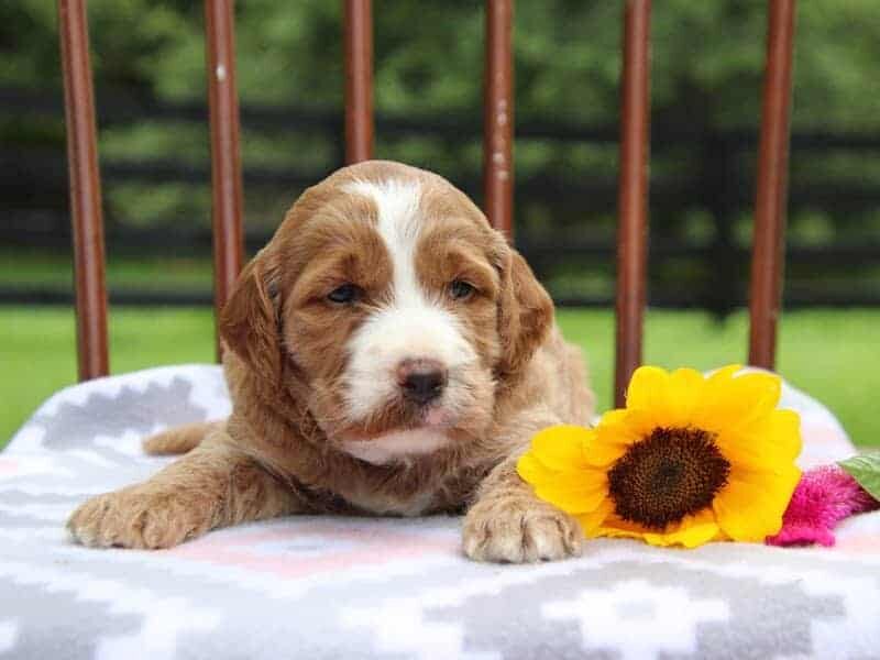 Ebony, a F1-Irishdoodle puppy in Kentucky.