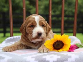 Ebony at Cumberland Kennels, LLC