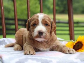 Ebony at Cumberland Kennels, LLC