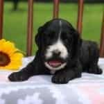 Eddie