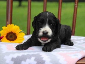 Eddie at Cumberland Kennels, LLC
