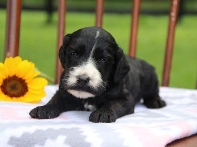 Eddie, a F1-Irishdoodle puppy in Kentucky.