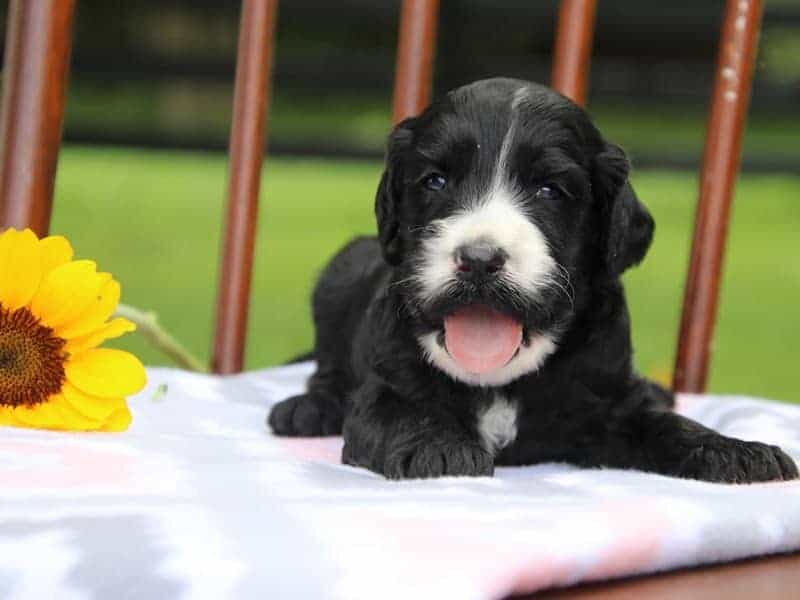 Eddie, a F1-Irishdoodle puppy in Kentucky.