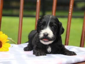 Eddie at Cumberland Kennels, LLC