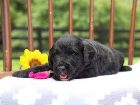 Edith at Cumberland Kennels, LLC