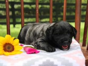 Edith at Cumberland Kennels, LLC