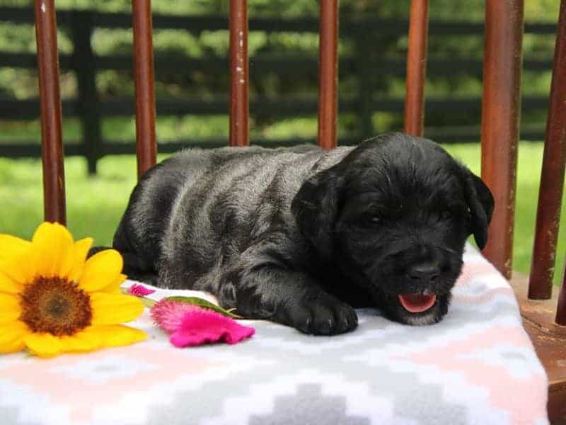Edith, a F1-Irishdoodle puppy in Kentucky.