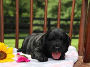 Edith at Cumberland Kennels, LLC