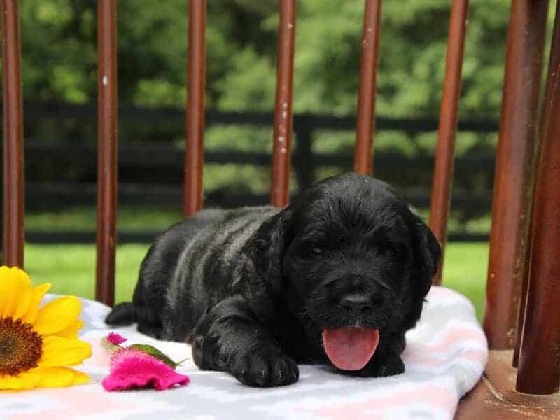Edith, a F1-Irishdoodle puppy in Kentucky.