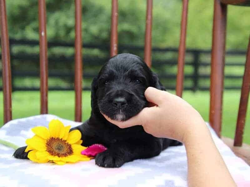 Edith, a F1-Irishdoodle puppy in Kentucky.