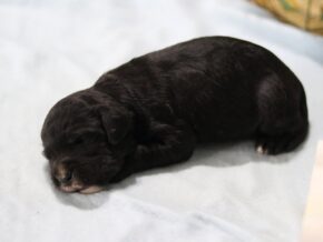Edwin at Cumberland Kennels, LLC