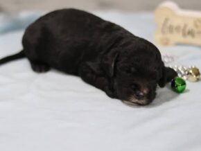 Edwin at Cumberland Kennels, LLC