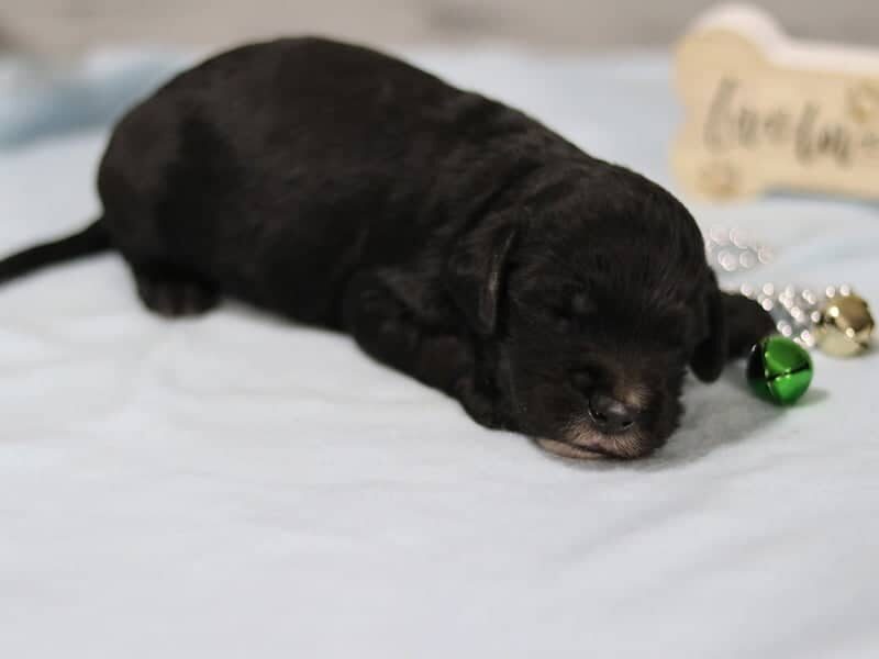 Edwin, a F1-Irishdoodle puppy in Kentucky.