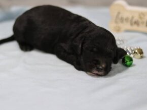 Edwin at Cumberland Kennels, LLC