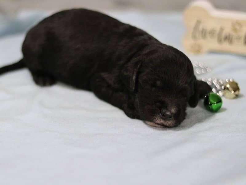 Edwin, a F1-Irishdoodle puppy in Kentucky.