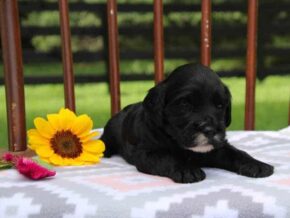 Elva at Cumberland Kennels, LLC