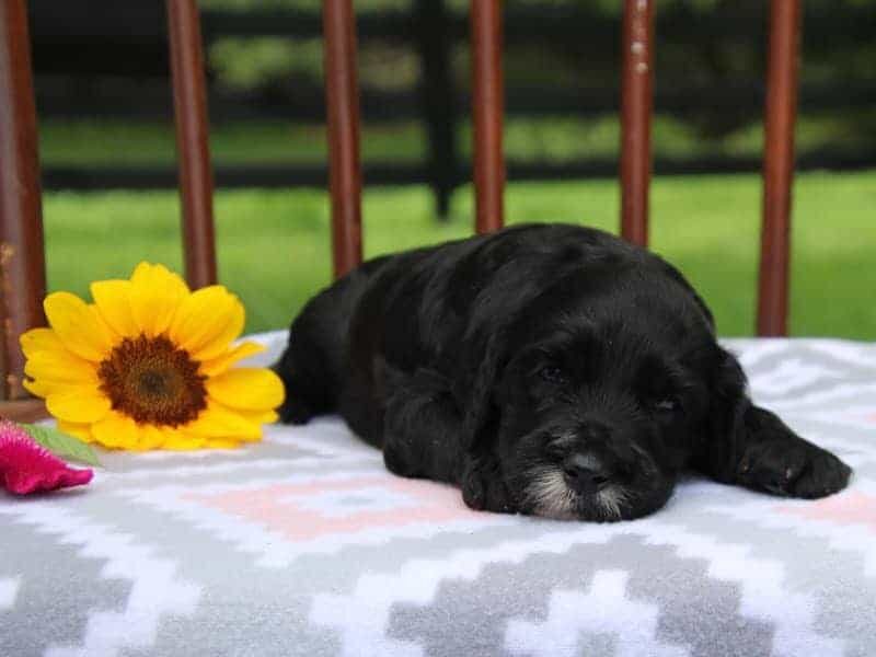 Elva, a F1-Irishdoodle puppy in Kentucky.