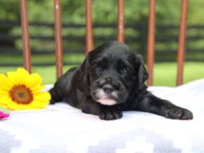 Elva at Cumberland Kennels, LLC
